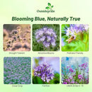 Outsidepride Lacy Phacelia Seeds for Planting - 1 Lb. Annual, Drought-Tolerant Wildflower Seeds with Light Violet Flowers, Ideal for Pollinator Gardens, Erosion Control, & Attracts Bees & Butterflies by GreenHaven Gardens