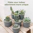 2.5LB Succulent and Cactus Pebbles, 1/5 Inch Jade Pebbles for Indoor Plants, Decorative Gravel for Vases, Bamboo, Succulent, Terrarium, Crafts, Cactus by CozyNest Decor