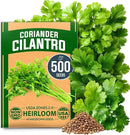 HOME GROWN 𝗨𝗦𝗔 𝗣𝗥𝗘𝗠𝗜𝗨𝗠 500+ Cilantro Seeds for Planting Indoors or Outdoors - Heirloom 𝗡𝗢𝗡-𝗚𝗠𝗢 Coriander Seeds, Grow Your Own Cilantro Plant - Culinary Herb Seeds for Your Herb Garden by GreenHaven Gardens