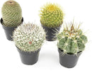 Altman Plants, Assorted Cactus Plants Live Cactus Decor (4PK), Cactus Plant Live Succulents Plants Live in Cactus Soil Potting Mix, Live Cacti Plants Live Succulent Plants Live Plants in Cactus Pot by GreenHaven Gardens
