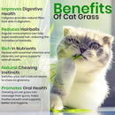 NatureZ Edge Cat Grass Seeds & Catnip Seeds - 3 Pack Variety Kit, Cat Grass for Indoor Cats, Oat & Barley Seeds for Planting, Cat Plant, Indoor Cat Grass Kit, hierba para Gatos by GreenHaven Gardens
