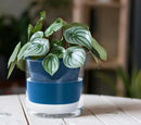 D'vine Dev 6 Inch Design Self Watering Planter for Indoor Plants, Blue Terracotta Pot with Cylinder Glass Cup, 37-X-B-4 by GreenHaven Gardens