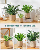 vancasso Ceramic Plant Pots, 4+5+6 inches, Set of 3, Planters with Drainage Hole, Flower Pots Planters Pots for Indoor Plants, Modern Indoor Decorative Garden Pot, Home Decor, Brown by GreenHaven Gardens