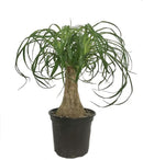 Ponytail Palm - Live Plant in a 6 Inch Growers Pot - Beaucarnea Recurvata - Beautiful Clean Air Indoor Succulent Houseplant by GreenHaven Gardens