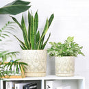 8 Inch + 6 Inch Indoor Plant Pot with Drainage Holes and Saucers, Ceramic Planter for Plants, Succulent Orchid Flower Pots by CozyNest Decor