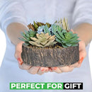 Premium Assorted Artificial Succulent Collection - Large Real Touch Artificial Cactus, Aloe Vera & Succulent Plants Artificial with Pots for Home Office Indoor (Artificial Tree Stump - Pot) by CozyNest Decor