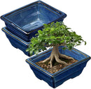 Bonsai Pots Shallow Succulent Planters for Live Bonsai Trees Set of 2, 6.3" Ceramic Pot for Succulents Indoor with Drainage Hole, Outdoor Cactus Plant Bonsai Pot，Ceramic Flower Pot by GreenHaven Gardens