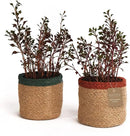 Jute Planter Basket-Woven Jute Rope Covers for Decorating Indoor/Outdoor Succulents, Small Plant Pots-Set of 2-Multi-Purpose Storage Bins 4.5 in - Modern Style Décor - Red, Green & Natural by GreenHaven Gardens