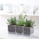 D'vine Dev Herb Garden Planter Set, Plastic Plant Pots with Drainage and Saucer, Indoor Succulent Cactus Vegetable Pot for Windowsill, Garden Balcony, Clear, Set of 2, 76-V-D-2