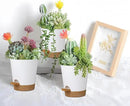 12 Pack 4 Inch Self Watering Plant Pots with Drainage and Saucers，Plastic Flower Pots for Indoor and Outdoor Plants, Nursery Planters for Houseplants and Herbs White Brown, 4 inch 12pcs by GreenHaven Gardens