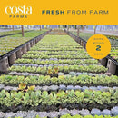 Costa Farms Live Succulent Plants (12-Pack), Mini Succulent Assortment Potted in Nursery Plant Pots, Grower's Choice Indoor Houseplants, Bulk Gift for Baby Shower, Wedding, Party, 2-Inches Tall by GreenHaven Gardens