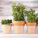 Hoolerry Plastic Plant Saucer Clear Deep Drip Tray Thickened Clear Plant Saucers Trays for Pots Deep Drip Trays for Home Garden Indoor and Outdoor Potted(15 Pcs,12 Inch) by GreenHaven Gardens