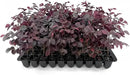 Loropetalum Carolina Midnight | 20 Live Plants | Loropetalum Chinense | Purple Foliage Shrub | Ornamental Landscape Bush | Fast Growing Plants by GreenHaven Gardens