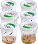 30 Live Caterpillars for Butterfly Habitat Kit - Refill for Painted Lady Butterfly Kit with Caterpillar Food, Instructions - Educational Science Kit, 6 Cups of 5 Caterpillars by TinyTreasures Baby Boutique