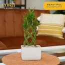 Costa Farms Lucky Bamboo Plant, Easy to Grow Live Indoor Houseplant in Ceramic Planter Pot, Potting Mix, Grower's Choice, Perfect for Home Tabletop, Office Desk, Shelf, Zen Room Decor, 12-Inches Tall by GreenHaven Gardens