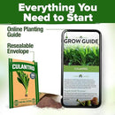 HOME GROWN Culantro Seeds - 720+ 𝗡𝗢𝗡-𝗚𝗠𝗢, 𝗨𝗦𝗔-𝗦𝗢𝗨𝗥𝗖𝗘𝗗 Heirloom Herb Seeds for Planting, Slow-Bolting, Flavorful Cilantro Alternative, Great for Outdoor Herb Gardens (Eryngium foetidum) by GreenHaven Gardens