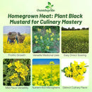 Outsidepride Black Mustard Seeds - 5000 Pcs Nutrient-Rich, Flavorful Annual Microgreen Seeds for Planting, Easy-to-Grow, Ideal for Indoor & Outdoor Cultivation, Soil & Hydroponic Systems by GreenHaven Gardens