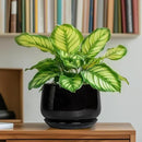 G EPGardening 6 Inch Planter - Ceramic Pot for Plants, Ceramic Planter with Drainage and Saucer, Round Flower Pot Indoor Outdoor, Modern Room Decor, Home Gifts, Black by GreenHaven Gardens
