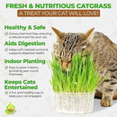 Todd’s Seeds – Cat Grass for Indoor Cats, 1lb Wheatgrass – Premium, Non-GMO, Pet-Safe & Easy to Grow – No Fillers, 100% Chemical-Free by GreenHaven Gardens