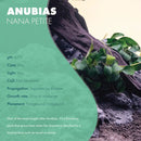 Anubias Live Aquarium Plants - Potted Freshwater Plant for Fish Tanks, Terrariums - Beginner Friendly Low Light (Nana Petite, 5 Pots) by GreenHaven Gardens