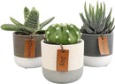 Succulents Plants Live in Plant Pot Set (3 Pack), Succulent Cactus Plants Live Plants, Indoor Plants Live Gardening Gifts for Plant Lovers, Live Succulents Plants Live Houseplants by Plants for Pets by GreenHaven Gardens