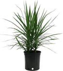 Costa Farms Dracaena Marginata Magenta Madagascar Dragon Tree Live Indoor Plant, 3 to 4-Feet Tall, Potted in Grower's Pot by GreenHaven Gardens