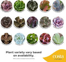 Costa Farms Succulents (24 Pack), Live Mini Succulent Plants in Ceramic Decor Planter Pots, Indoor Houseplants in Potting Soil, Bulk Baby Shower Gifts, Party Favors, Bridesmaid Gifts, 2-Inches Tall by GreenHaven Gardens