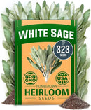HOME GROWN 𝗨𝗦𝗔 𝗣𝗥𝗘𝗠𝗜𝗨𝗠 White Sage Seeds 323 Pack 𝗡𝗢𝗡-𝗚𝗠𝗢 Heirloom Seeds - Grow Aromatic Sage Plants for Your Herb Seeds Garden with Sage for Planting Outdoor or Indoor (Salvia apiana) by GreenHaven Gardens