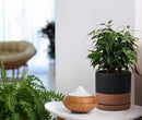 D'vine Dev 6 Inch Ceramic Planter Pot with Drainage Hole and Saucer, Indoor Cylinder Round Planter Pot, Black/Speckled Tan, 94-O-C-7 by GreenHaven Gardens
