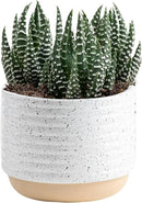 Costa Farms Live Succulent, Easy to Grow Haworthia Plant in Planter Pot, Succulent Houseplant in Potting Soil, Indoors Garden Gift, Cacti Room Décor and Home Décor, 4-Inches Tall by GreenHaven Gardens