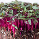 Beet Seeds - Red Round - 5 Lb ~120,000 Seeds - Beta vulgaris - Microgreens Seed - Non-GMO, Heirloom, Open Pollinated, Annual by GreenHaven Gardens
