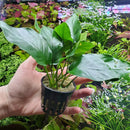 Anubias Live Aquarium Plants - Potted Freshwater Plant for Fish Tanks, Terrariums - Beginner Friendly Low Light (Barteri, 1 Pot) by GreenHaven Gardens