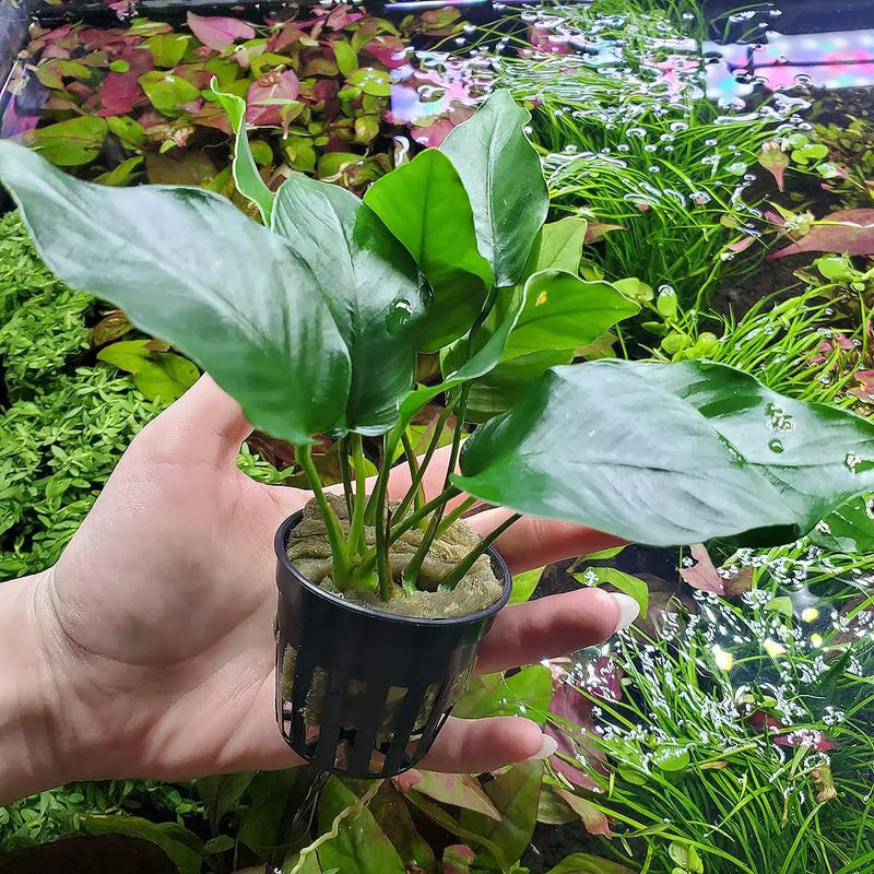Anubias Live Aquarium Plants - Potted Freshwater Plant for Fish Tanks, Terrariums - Beginner Friendly Low Light (Barteri, 5 Pots), photo 2 of 3