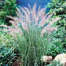Pack 3 Fountain Grass Plants Live, 5-9 Inch Tall, Ornamental Grasses Live Plants Perennial, Well-Rooted Perennial Grass Clumps (Pink Rose Fountain Grass) by GreenHaven Gardens