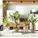 Glass Plant Propagation Stations for Plants – Set of 4(4 Large & 4 Small) Hydroponic Vases for Plant Cuttings,Flower Arrangements, Home & Office Decor–Desktop Vases for Living Room, Bedroom (8) by GreenHaven Gardens
