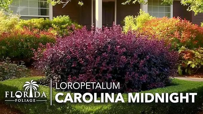 Loropetalum Carolina Midnight | 40 Live Plants | Loropetalum Chinense | Purple Foliage Shrub | Ornamental Landscape Bush | Fast Growing Plants, photo 9 of 9