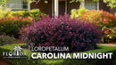 Loropetalum Carolina Midnight | 40 Live Plants | Loropetalum Chinense | Purple Foliage Shrub | Ornamental Landscape Bush | Fast Growing Plants by GreenHaven Gardens