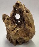 3 Natural Cholla Wood Air Plant Display Holders Individually Unique Round Decorative Stands (3 Pack Cholla Rounds) by GreenHaven Gardens