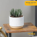 Costa Farms Live Succulent, Easy to Grow Haworthia Plant in Planter Pot, Succulent Houseplant in Potting Soil, Indoors Garden Gift, Cacti Room Décor and Home Décor, 4-Inches Tall by GreenHaven Gardens