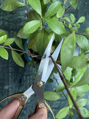 Indoor Plant Shears and Garden Scissors, Houseplant Shears Made of Japan SK5 Stainless Steel, Flowers Herbs and Plant Cutters, Clippers, Trimmers, Loppers, Bonsai Plant Pruning Scissors by GreenHaven Gardens