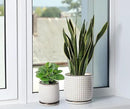 D'vine Dev 8 Inch Ceramic Beaded Stoneware Planter Pot - Flower Pot with Drainage Holes and Saucers for Indoor Succulent Plants or Flowers, Smoked White, 27-C-Q-1 by GreenHaven Gardens