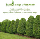 Thuja Green Giant Arborvitae Lot of 30 Each in a Protective Pouch 12-15 inches Tall by GreenHaven Gardens