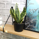 Essential Houseplant Collection (4PK) Live Plants Indoor Plants Live Houseplants in Plant Pots, Easy House Plants Indoors Live, Snake Plant, Pothos in Potting Soil, Clean Air Plants by Plants for Pets by GreenHaven Gardens