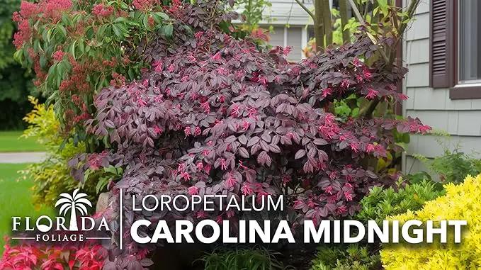 Loropetalum Carolina Midnight | 40 Live Plants | Loropetalum Chinense | Purple Foliage Shrub | Ornamental Landscape Bush | Fast Growing Plants, photo 2 of 9