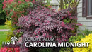 Loropetalum Carolina Midnight | 40 Live Plants | Loropetalum Chinense | Purple Foliage Shrub | Ornamental Landscape Bush | Fast Growing Plants by GreenHaven Gardens