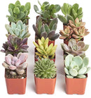 Shop Succulents Unique Succulent Plant Pack Collection - Live Mini Succulent Plants, Low Maintenance, Exceptional Colors & Textures - Wedding and Party Favors, Gift & Garden, Pack of 12 by GreenHaven Gardens
