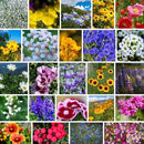 Pacific Northwest Wildflower Seeds - 1 Lb ~640,000 + Non-GMO Seed - 25 Varieties Including Poppy, Larkspur, Daisy & More - Pollinator Mix for Planting Outdoors by GreenHaven Gardens
