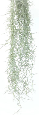 Thick Colombian Spanish Moss Live Strands with Wire Hook - Tillandsia Usneiodes - Live Tillandsia Succulent House Plants - Home and Garden Decor - Easy Care Indoor and Outdoor Plants by GreenHaven Gardens