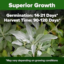 HOME GROWN White Sage Seeds 646 Pack 𝗡𝗢𝗡-𝗚𝗠𝗢, 𝗨𝗦𝗔-𝗦𝗢𝗨𝗥𝗖𝗘𝗗 Heirloom Seeds - Grow Aromatic Sage Plants for Your Herb Seeds Garden with Sage for Planting Outdoor or Indoor (Salvia apiana)