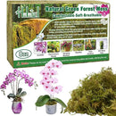 Halatool 8OZ Green Forest Moss- 12QT Natural Sphagnum Moss for Plants Fluffy Orchid Moss for Orchids Repotting Dried Plant Moss for Potted Plants Indoor & Outdoor by GreenHaven Gardens